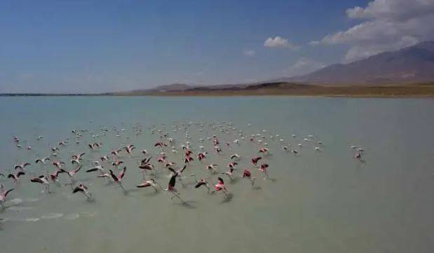 Arin Gölü'nde flamingo şöleni - Resim: 11